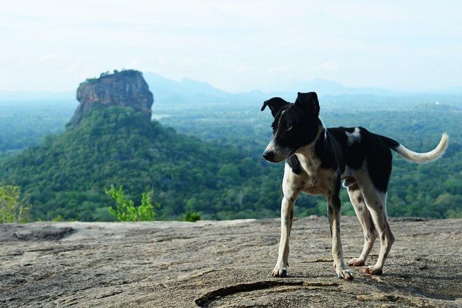 Sigiriya Rock Fortress All Inclusive Day Tour From Polonnaruwa - FAQ