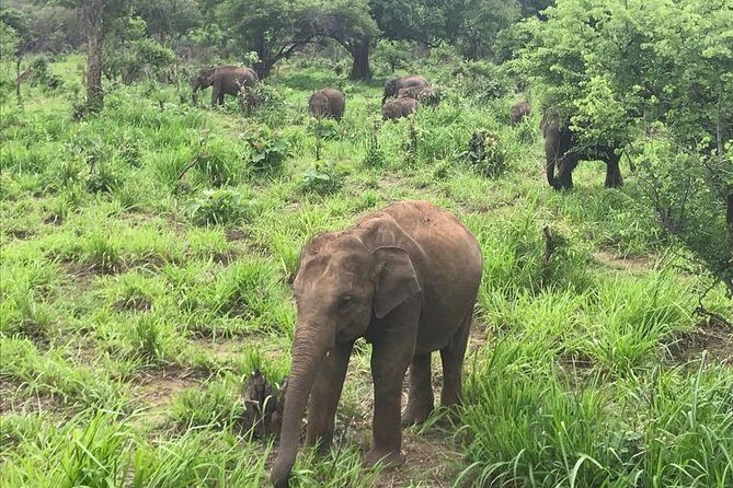 Sigiriya Rock or pidurangala and Polonnaruwa and National Park - Overview of the Tour Experience