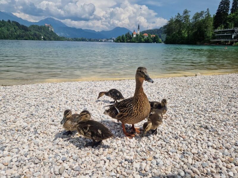 Sigismundi Luxury Adventures Breathtaking Bled All Inclusive - Who Is This Tour Best Suited For?