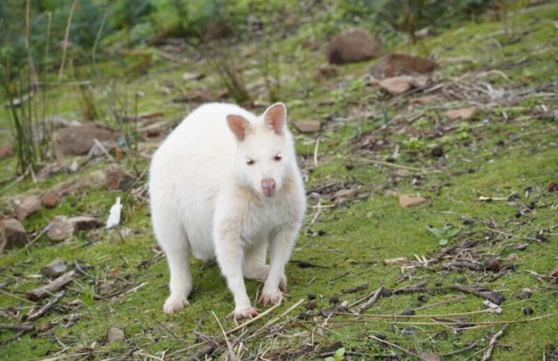 Signature Bruny Island Tour - Hobart & SE Tasmania - Key Points
