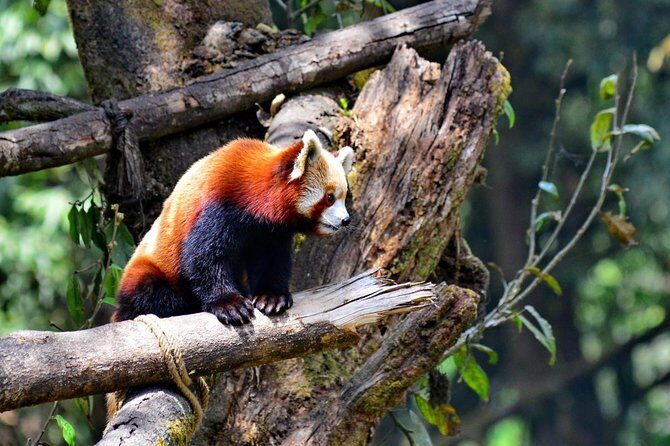 Sikkim Darjeeling - North East India 7 Nights 8 Days Tour - An In-Depth Look at the 8-Day Journey