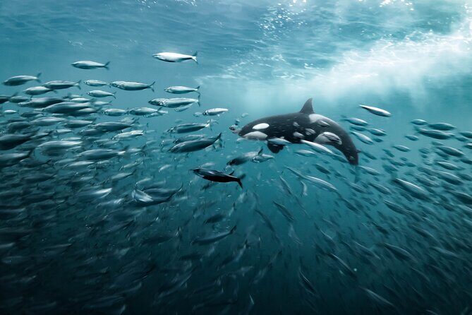 Silent Whale Watching - FAQs