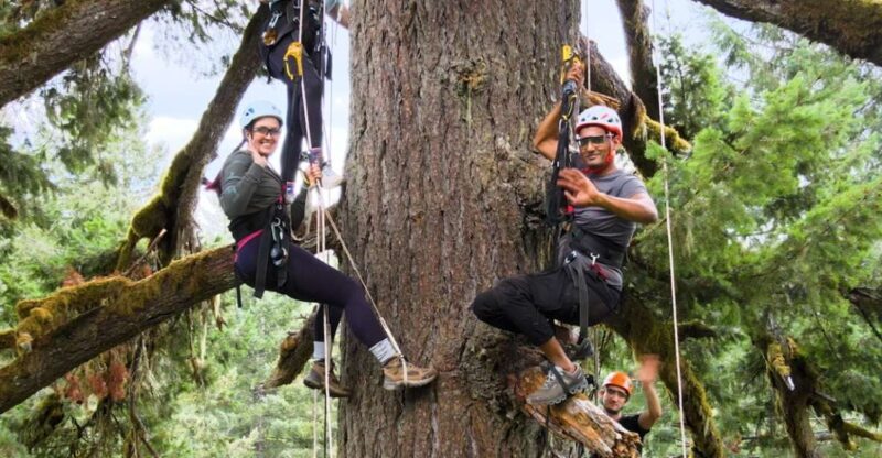 Silver Falls: Old-Growth Tree Climbing Adventure - Key Points