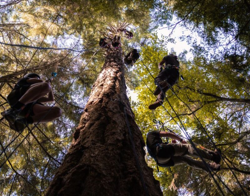 Silver Falls: Old-Growth Tree Climbing Adventure - Final Thoughts: Is It Worth the Price?