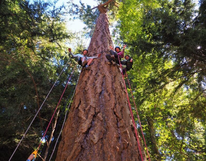 Silver Falls State Park: Tree Climbing Sunset Tour - Authentic Feedback from Participants