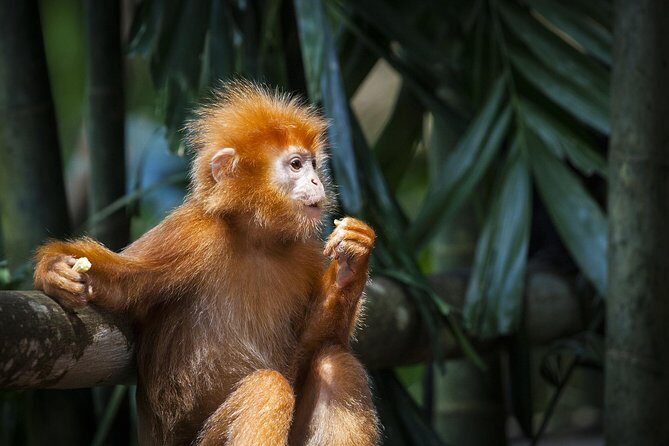 Silver Leaf Monkeys and Firefly Tour with Boat Ride and Seafood Dinner - Who Will Love This Tour?