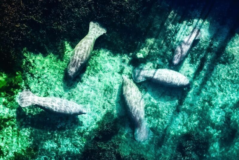 Silver Springs: Clear Kayak Manatee Season Tour - The Wildlife You Might Encounter