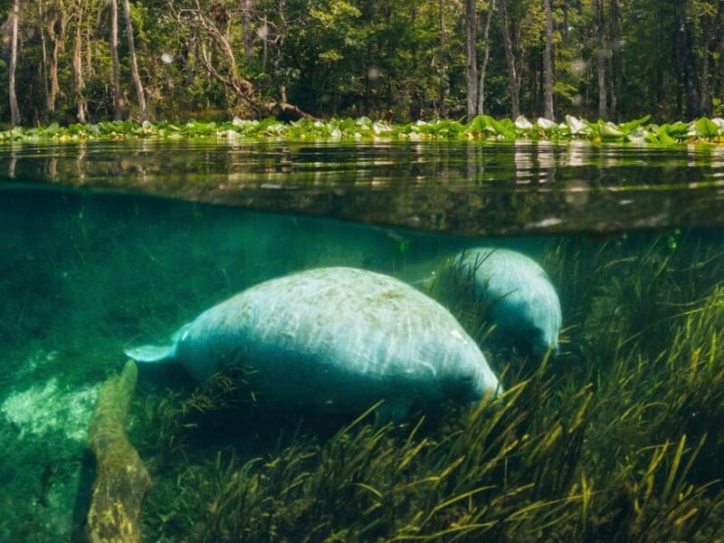 Silver Springs: Clear Kayak Manatee Season Tour - FAQ