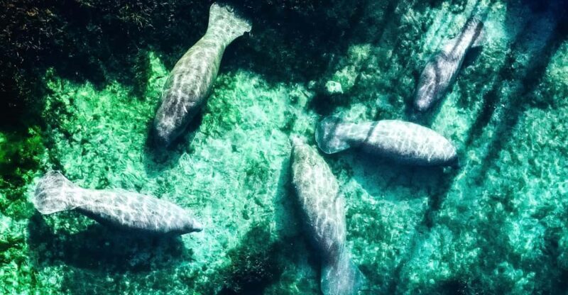 Silver Springs: Clear Kayak Manatee Season Tour - The Sum Up