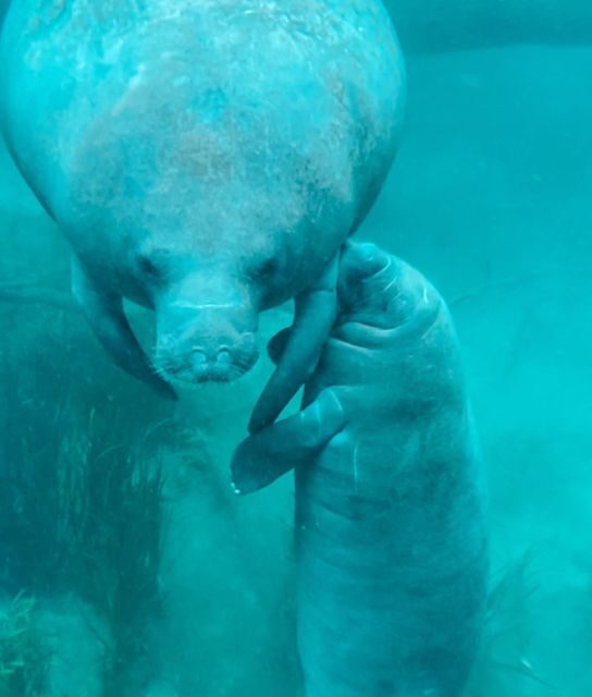 Silver Springs: Glass Bottom Kayak and Wildlife Tour - Frequently Asked Questions