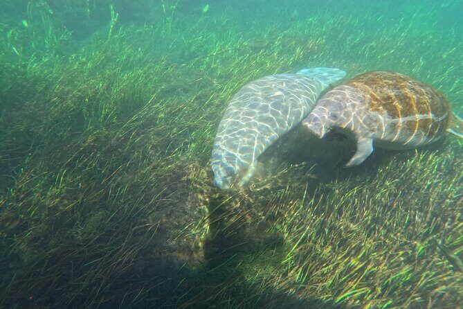 Silver Springs Guided Kayak Tour with Orlando Pick Up - Final Thoughts