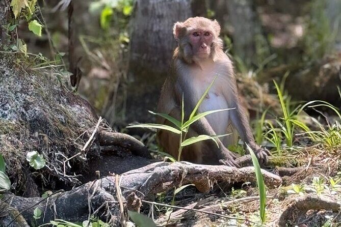 Silver Springs Jungle Kayaking and Paddleboarding - FAQs