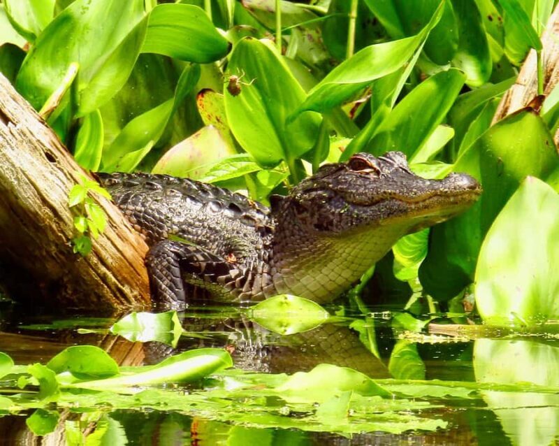 Silver Springs: Kayak or SUP Rental with Shuttle - FAQs