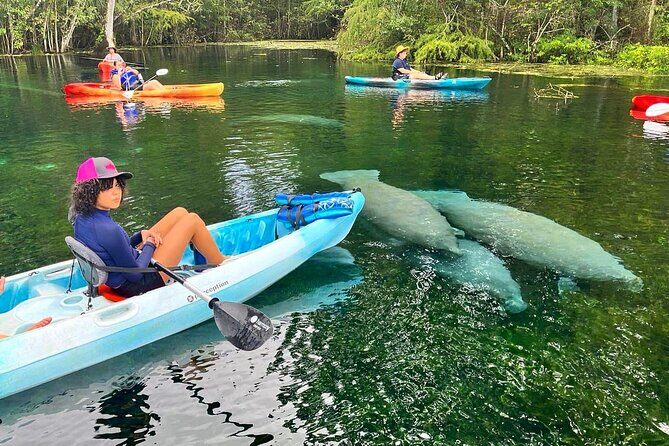 Silver Springs Kayak Rental - The Best Florida Adventure - An In-Depth Look at the Silver Springs Kayak Experience