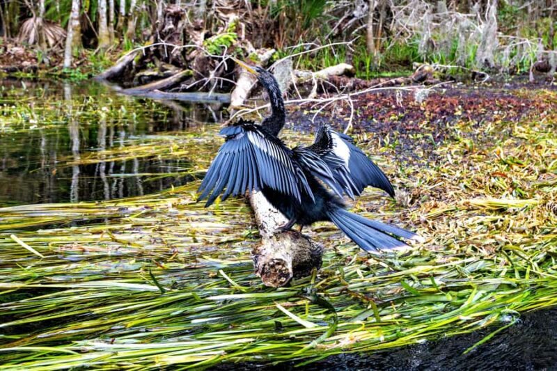 Silver Springs Kayak Tour with Orlando Pick Up - The Sum Up: Is It Worth It?