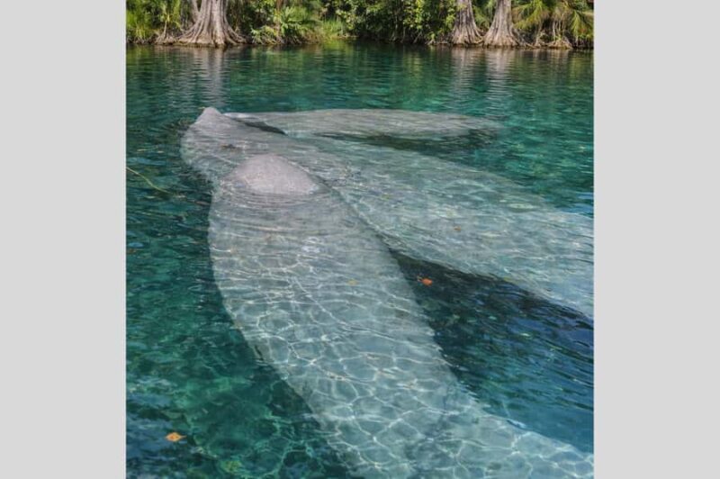 Silver Springs Kayak Tour with Orlando Pick Up - FAQ