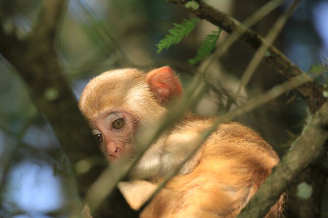 Silver Springs Manatee Kayak Tour - Authentic Experiences and Practical Tips