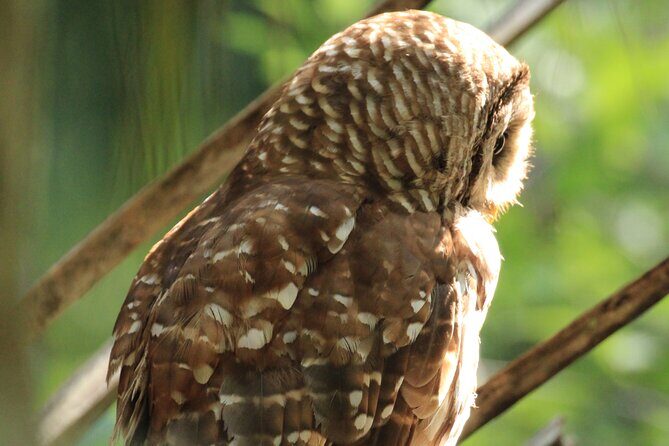 Silver Springs Manatee Kayak Tour - The Sum Up