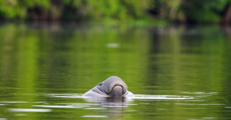 Silver Springs Manatee Kayaking Tour - The Experience: What to Expect on the Water