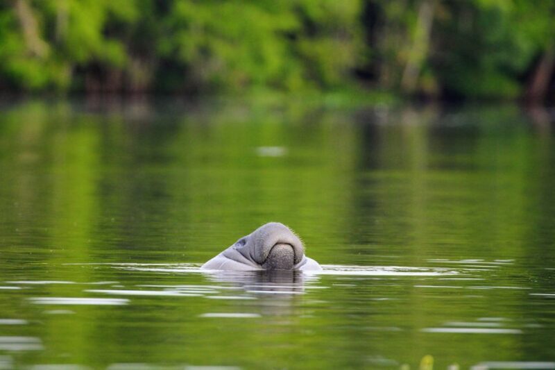 Silver Springs Manatee Kayaking Tour - Pricing and Value