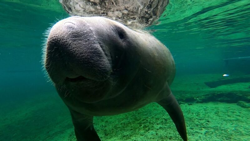 Silver Springs Manatee Kayaking Tour - Who Will Love This Tour?