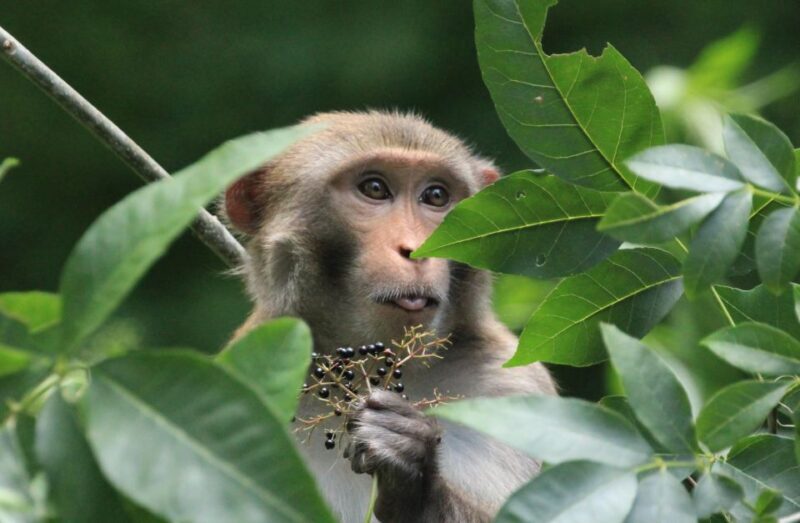 Silver Springs Manatee Kayaking Tour - FAQ