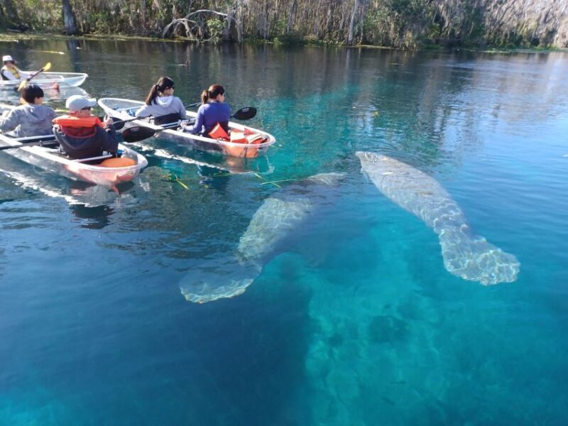 Silver Springs: Manatees and Monkeys Clear Kayak Guided Tour - Exploring Silver Springs: What You Can Expect