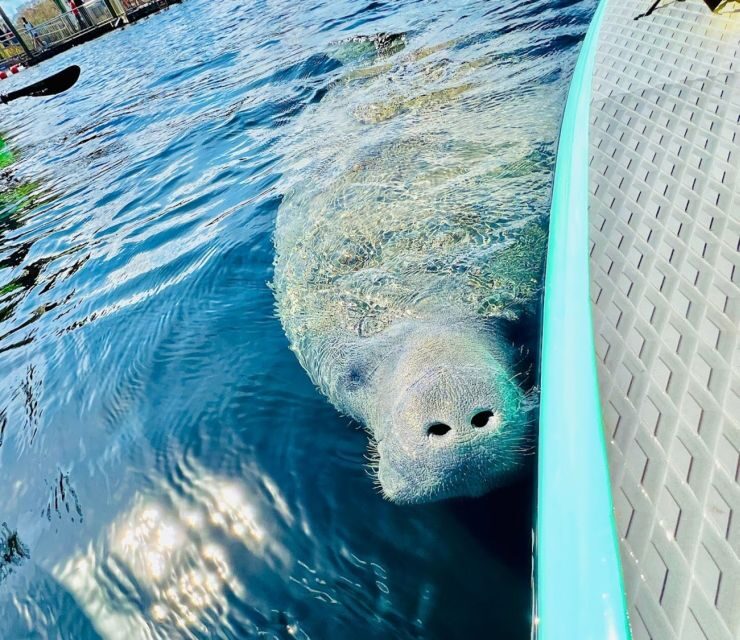 Silver Springs: Manatees and Monkeys Clear Kayak Guided Tour - The Experience & the Guides