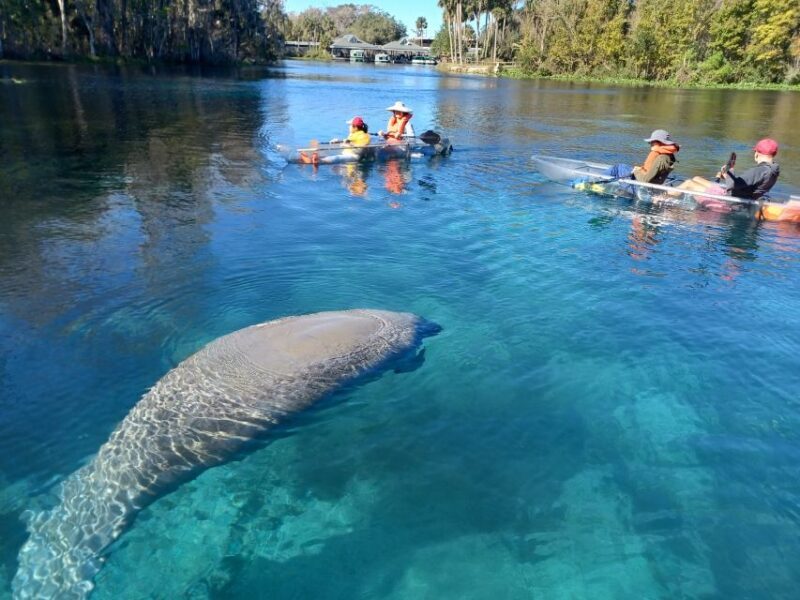 Silver Springs: Manatees and Monkeys Clear Kayak Guided Tour - Price & Value