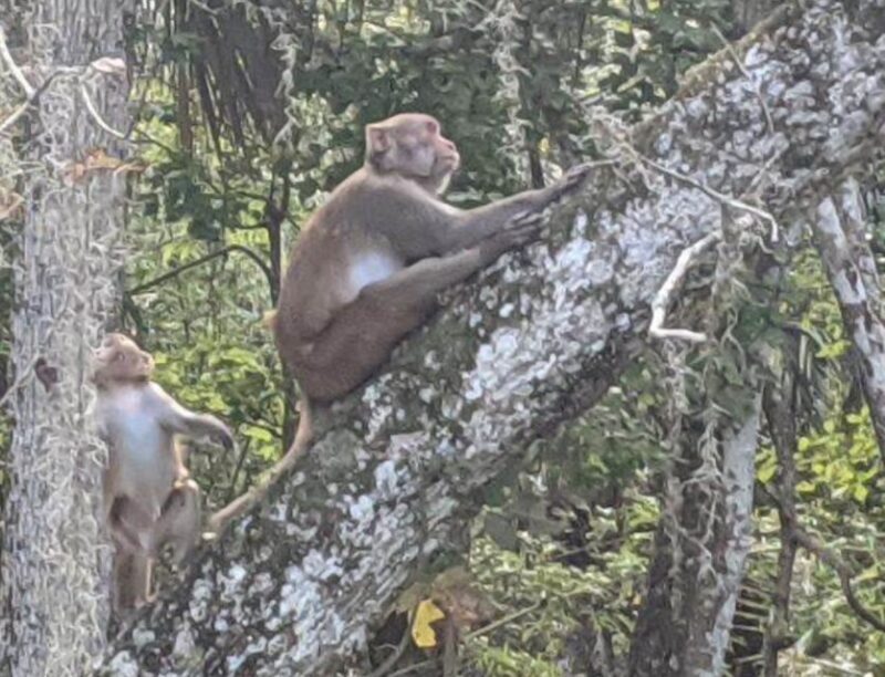 Silver Springs: Manatees and Monkeys Clear Kayak Guided Tour - Final Thoughts