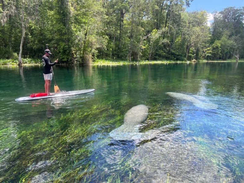 Silver Springs: Manatees, Monkeys, and Natural Spring Tour - An In-Depth Look at the Tour Experience