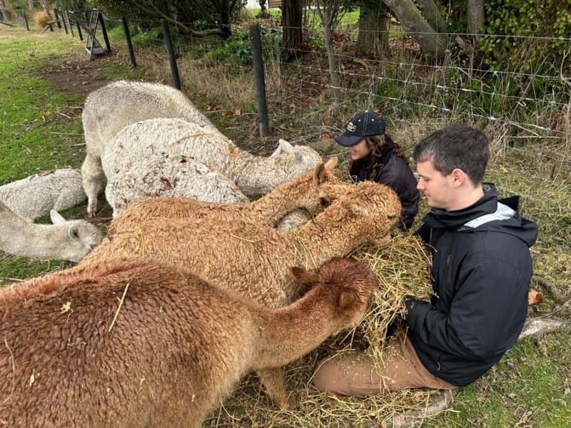 Silverstream Alpaca Farm Tour with Feeding and Guide - A Practical Introduction to the Silverstream Alpaca Farm Tour