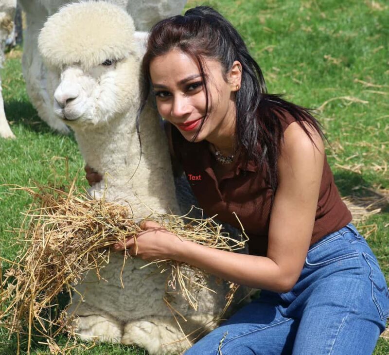Silverstream Alpaca Farm Tour with Feeding and Guide - The Sum Up: Who Will Love This Experience?