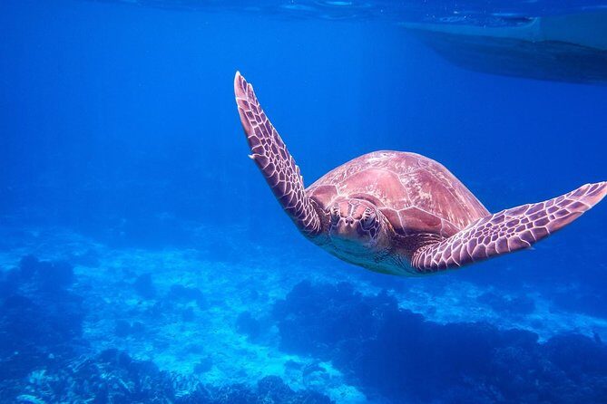 Similan Island Snorkeling Adventure -Full-Day Tour with Transfers - A Deep Dive into the Similan Snorkeling Tour Experience