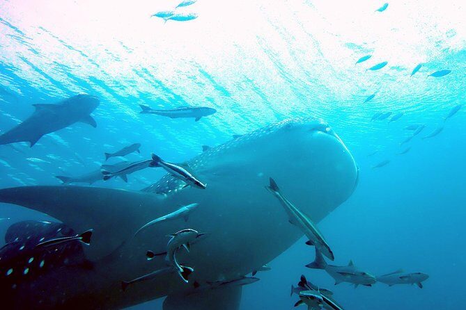 Similan Islands Full-Day Tour from Phuket (SHA Plus) - Is It Worth the Price?