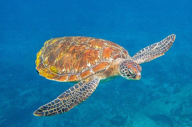 Similan Islands Snorkeling Tour By Speed Catamaran From Khao Lak - Who Should Consider This Tour?