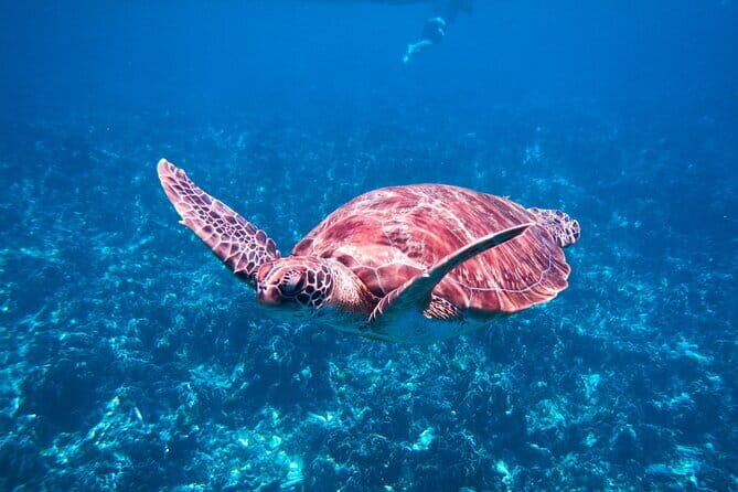 Similan Islands Snorkeling Tour From Khao Lak - A Detailed Look at the Tour Experience