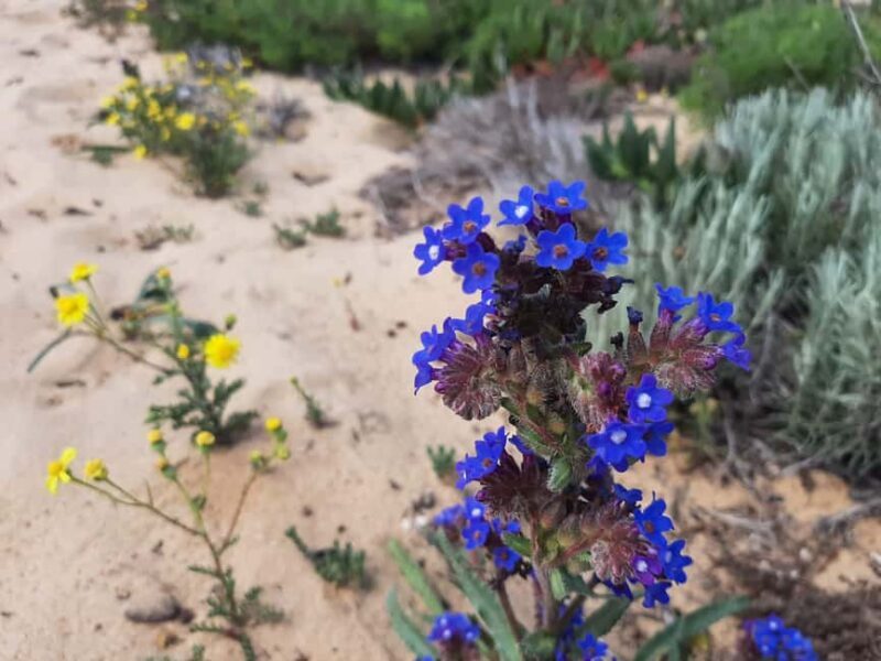 Sines: Private Guided Hike in the Costa Alentejana - FAQ
