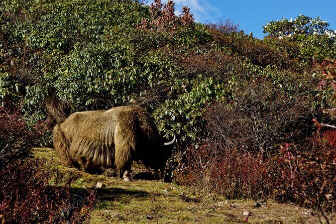 Singalila Ridge Trek, Darjeeling - What the Reviews Say