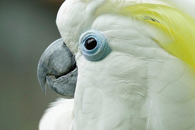 Singapore Bird Paradise Entry Ticket - Exploring Singapore Bird Paradise: A Practical Guide