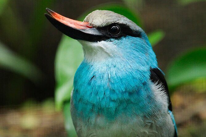Singapore Bird Paradise Entry Ticket - Key Points