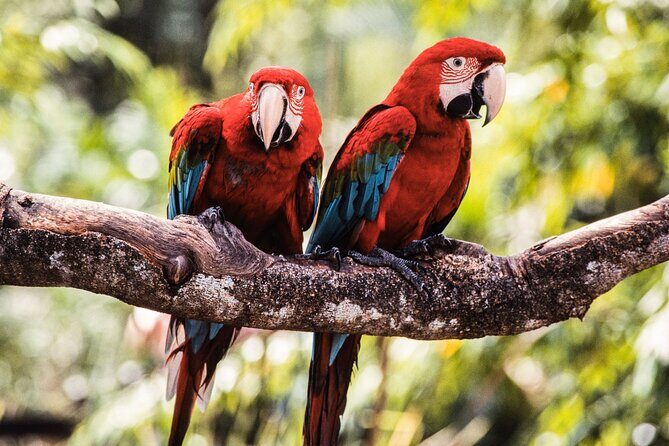 Singapore Bird Paradise & Zoo Full Day (Ticket & Transfer ) - Cost and Value Analysis