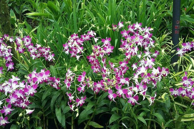 Singapore: National Orchid Garden Admission Ticket - FAQ