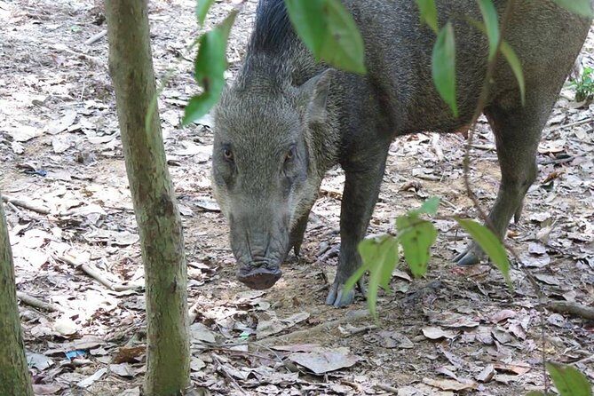 Singapore Paddle to Pedal Adventure in Pulau Ubin - Exploring Pulau Ubin: What’s on the Agenda