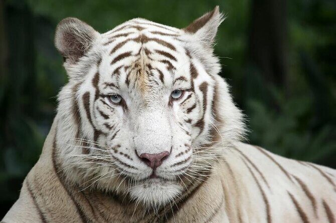 Singapore Zoo & Night Safari Day ( Tickets & Transfer ) - Key Points