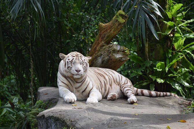Singapore Zoo & Night Safari Day ( Tickets & Transfer ) - Practical Details & Tips