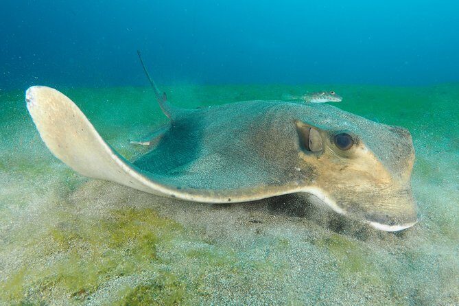 Single Dive for qualified divers from shore, region Puerto del Carmen. - Key Points