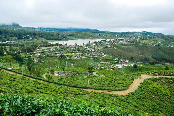 Single Tree Hill Hike from Nuwara Eliya - An In-Depth Look at the Tour Itself