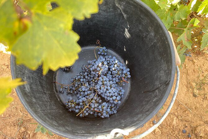 Singular Valencia Wine Tour Utiel Requena Wineries - Who Will Love This Tour?