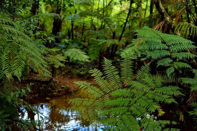Sinharaja Rain Forest Day Tour From Colombo - A Closer Look at the Sinharaja Rain Forest Day Tour